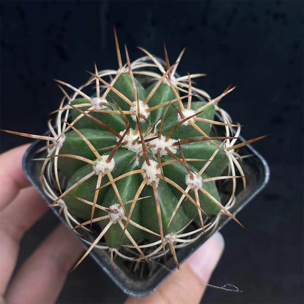 Melocactus azureus, 3-4cm