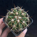 Melocactus azureus, 3-4cm