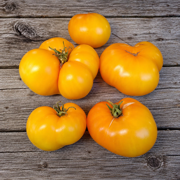 355 Dwarf Jackass Yellow Tomato, 5 Seeds