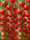 ‘Millennium’ Cherry Tomato Seeds, 200 Seeds