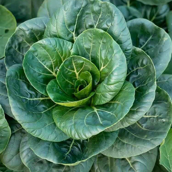 'Suzhou Green' Black-leaf Dwarf Bok Choy Seeds, 5g
