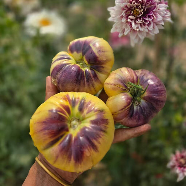 941 Julius GWB Tomato, 5 Seeds