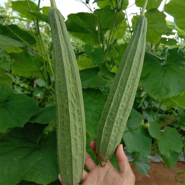 Traditional Angled Luffa Seeds, 5g