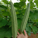 Traditional Angled Luffa Seeds, 5g