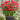 'Red Shades' Bee Balm, 10 Seeds