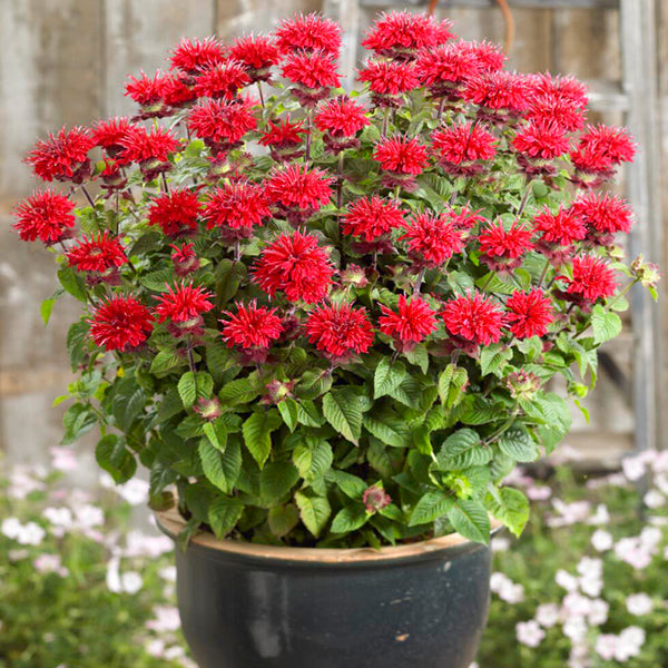 'Red Shades' Bee Balm, 10 Seeds
