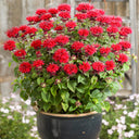 'Red Shades' Bee Balm, 10 Seeds