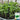 Sweet Crispy Pea Shoots Seeds, 50g