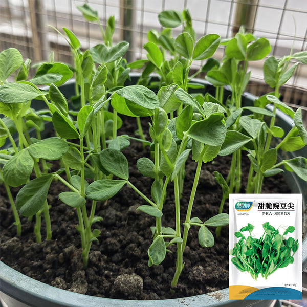 Sweet Crispy Pea Shoots Seeds, 50g