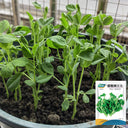 Sweet Crispy Pea Shoots Seeds, 50g