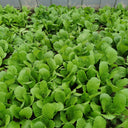 'Shenglv No.3' Fast-Growing Bok Choy Seeds, 20g