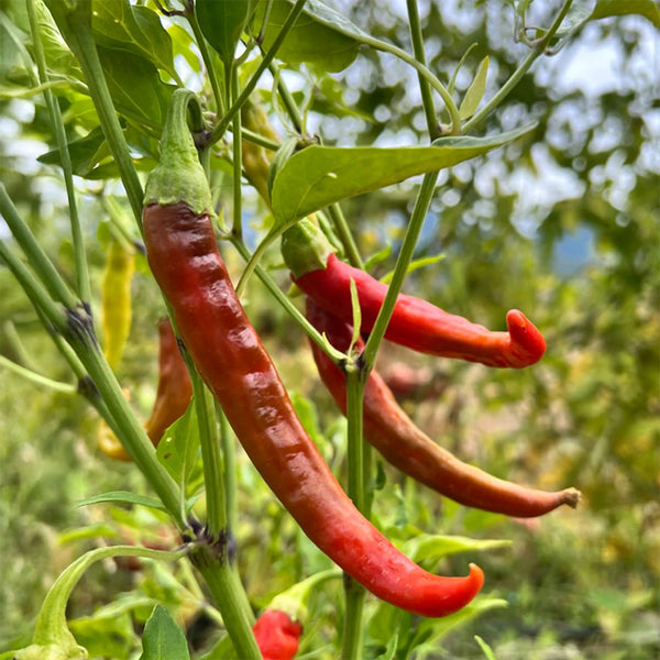 Cayenne Pepper, 20~30 Seeds