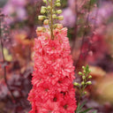 Red Rocket Larkspur, 500 Seeds