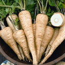 Parsnip, 50 Seeds