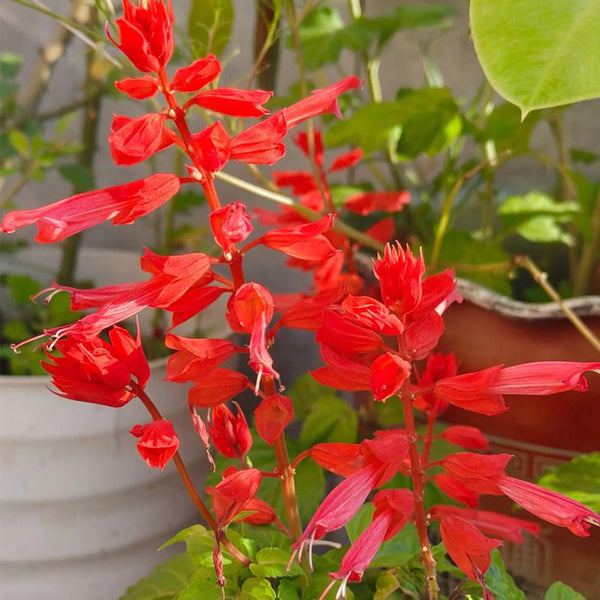Hezhichun Scarlet Sage, 50 Seeds