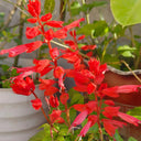 Hezhichun Scarlet Sage, 50 Seeds