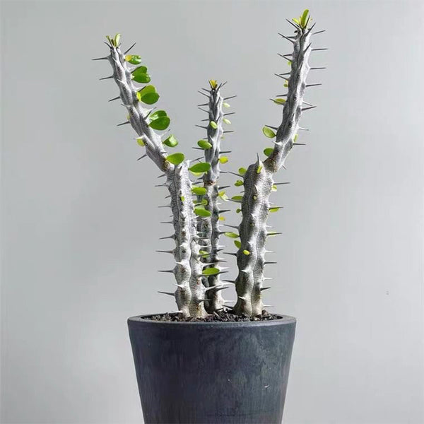 Alluaudia montagnacii, 8-10cm
