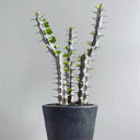 Alluaudia montagnacii, 8-10cm