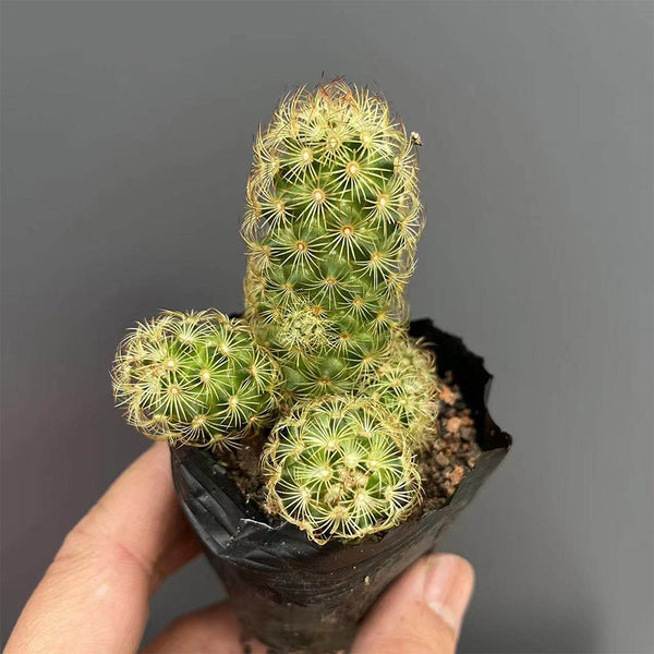 Mammillaria gracilis, 5-7cm