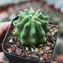 Ferocactus glaucescens f. nuda