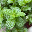 Spearmint Mint, 1000 Seeds