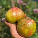 1024 Magic Rainbow Tomato, 5 Seeds