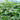 Zhengjiang Dwarf Bush Yardlong Bean Seeds, 30 Grams ≈ 180 Seeds