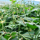 Zhengjiang Dwarf Bush Yardlong Bean Seeds, 30 Grams ≈ 180 Seeds