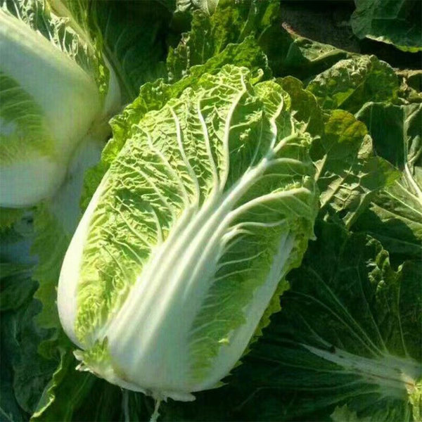 Improved 'Qingza No.3' Chinese Cabbage Seeds, 5g