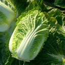 Improved 'Qingza No.3' Chinese Cabbage Seeds, 5g
