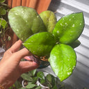 Hoya vitellina, 2 Cuttings