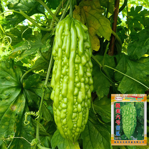 'Jiemei No.6' Bitter Gourd, 10 Seeds