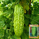 'Jiemei No.6' Bitter Gourd, 10 Seeds