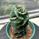 Cereus forbesii 'Spiralis', 13-14cm