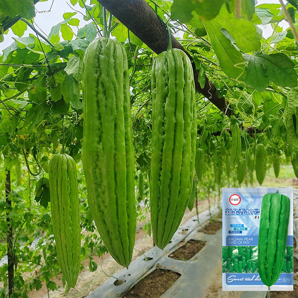 'Xinjinxiu No.12' Bitter Melon, 50 Seeds