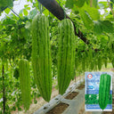 'Xinjinxiu No.12' Bitter Melon, 50 Seeds