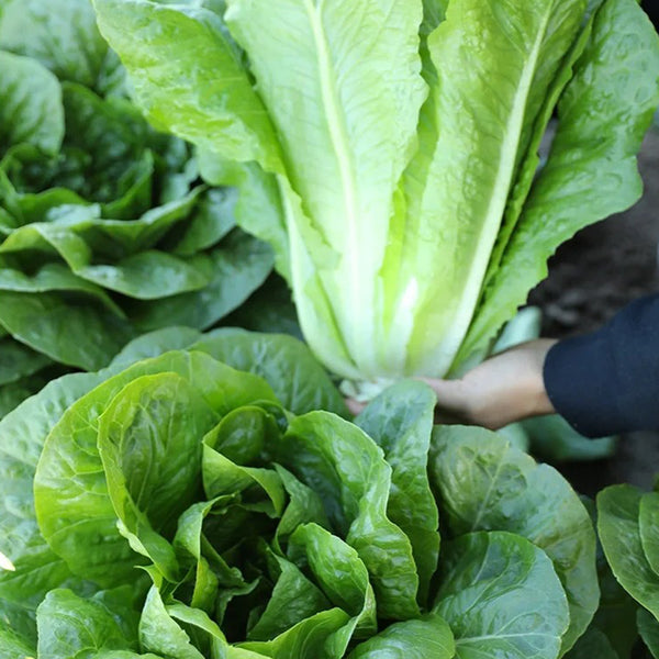 Jiemei Peacock Lettuce Seeds, 5g