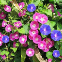 Mixed Color Morning Glory Seeds, 200 Seeds