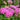 Pink Yarrow, 500 Seeds