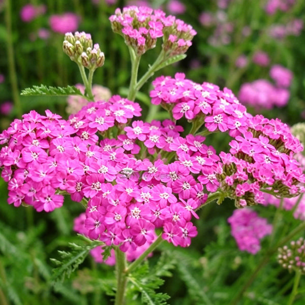 Pink Yarrow, 500 Seeds
