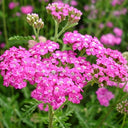Pink Yarrow, 500 Seeds