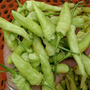 Pickling Pepper Seeds, 0.5g