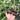 Black Jade Cherry Tomato, 100 Seeds