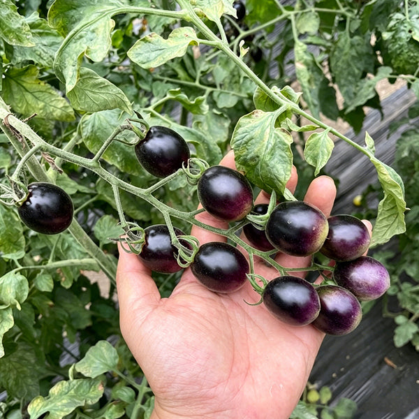 Black Jade Cherry Tomato, 100 Seeds
