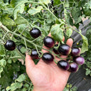 Black Jade Cherry Tomato, 100 Seeds