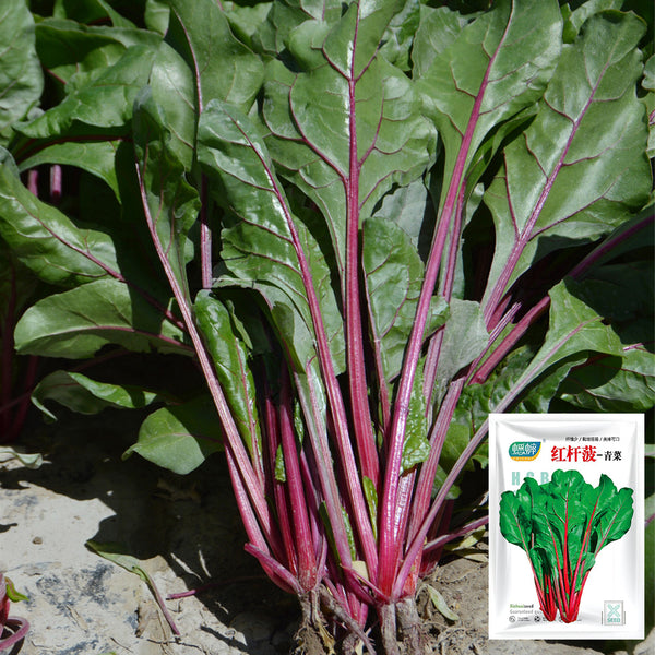Red-stemmed Spinach Seeds, 10g