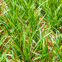 Fairy Green Perennial Ryegrass Seeds, 200g