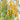 1021 Wild Tiny Yellow Pear Tomato, 5 Seeds