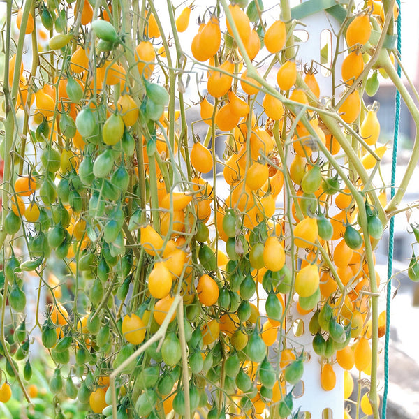 1021 Wild Tiny Yellow Pear Tomato, 5 Seeds