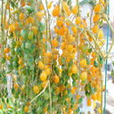 1021 Wild Tiny Yellow Pear Tomato, 5 Seeds